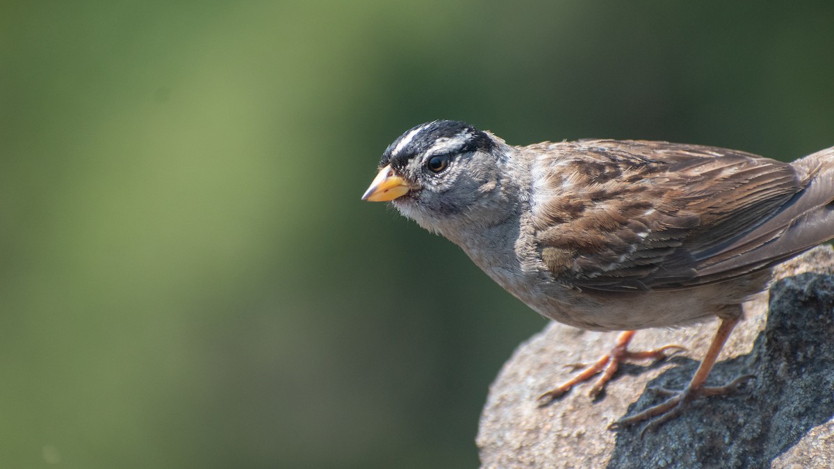White-crowned Sparrow - ML609106478
