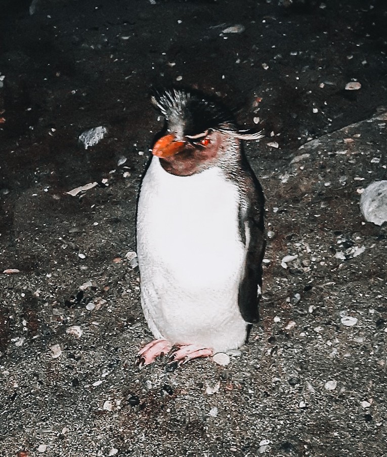 Pingüino Saltarrocas Meridional - ML609106504