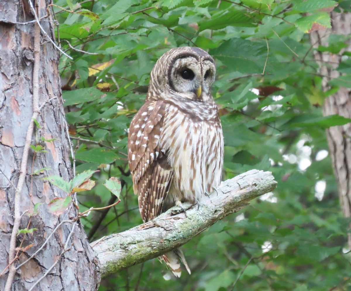 Barred Owl - ML609106585