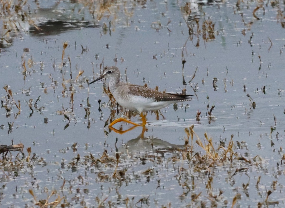 Lesser Yellowlegs - ML609106596