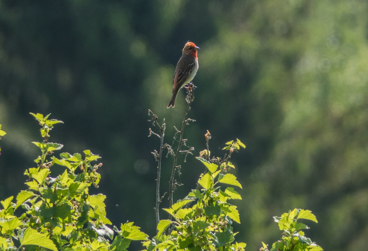 Common Rosefinch - Pasi Hyvönen