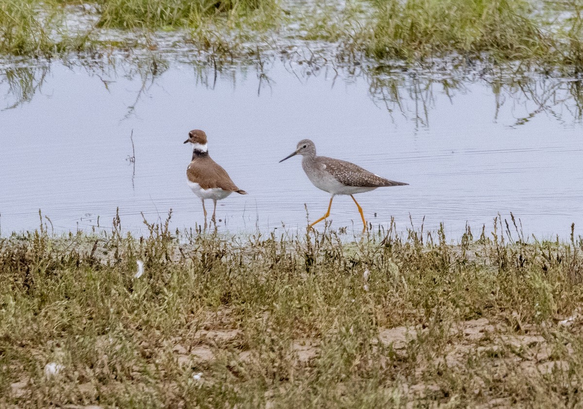 Lesser Yellowlegs - ML609106629