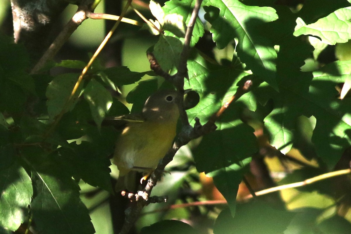 Rubinfleck-Waldsänger - ML609106703