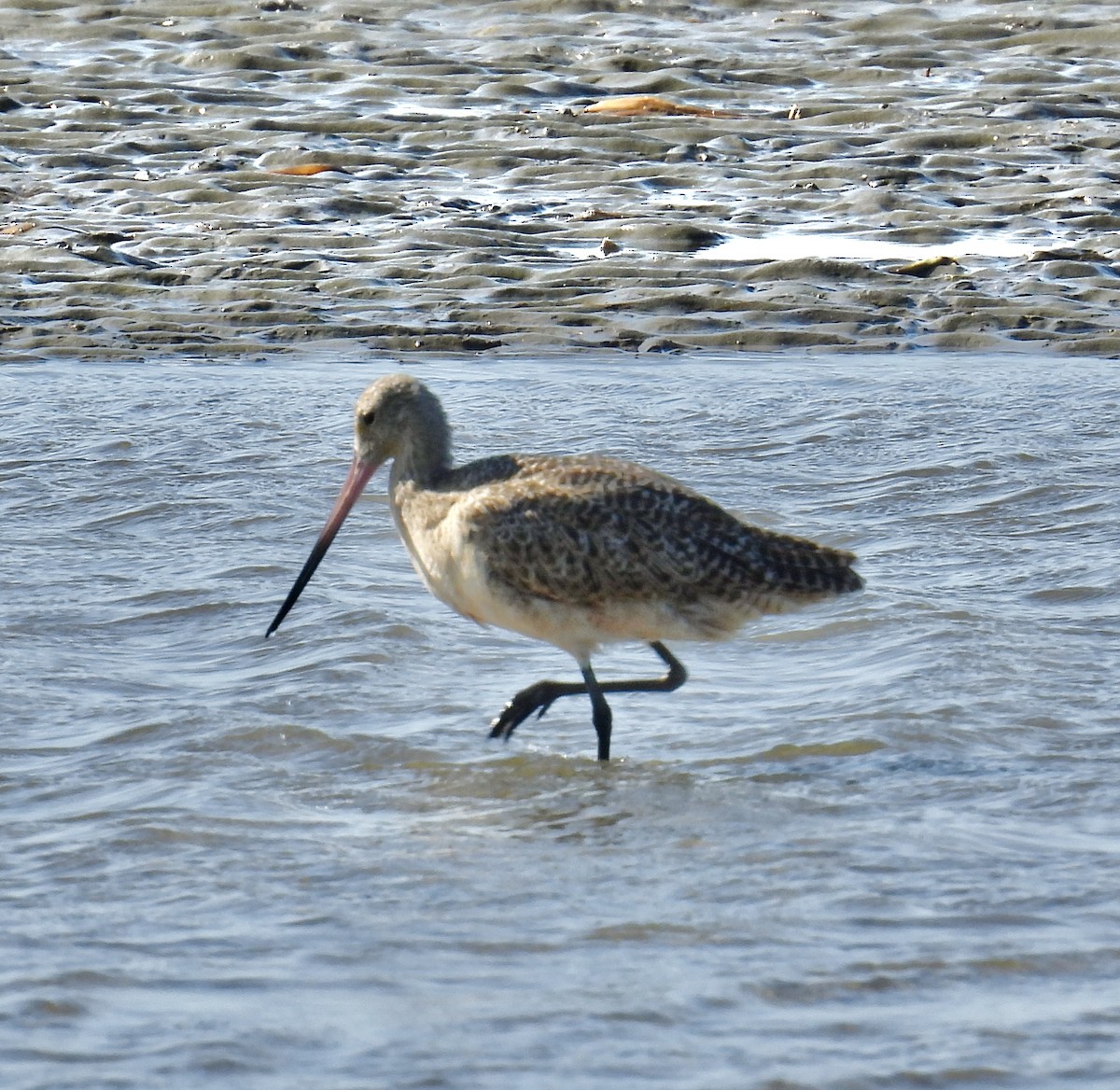 Marbled Godwit - ML609106755