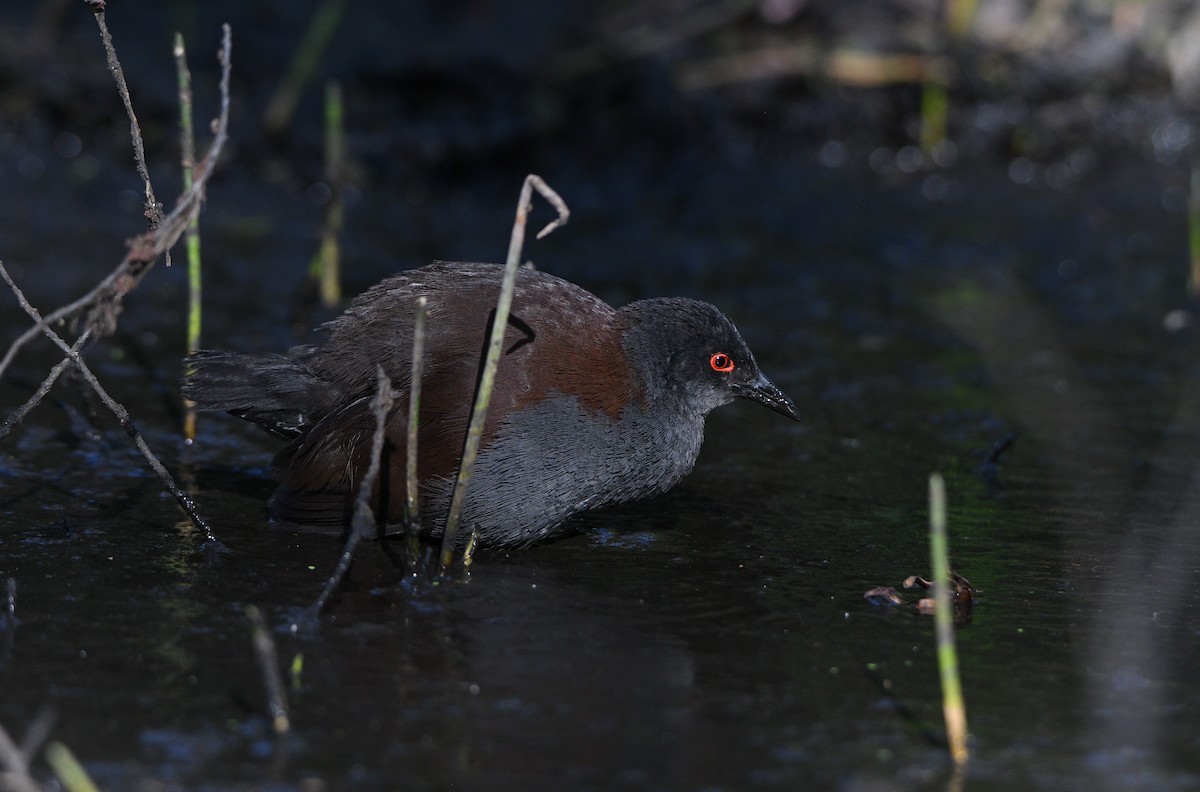 Spotless Crake - Michael Daley