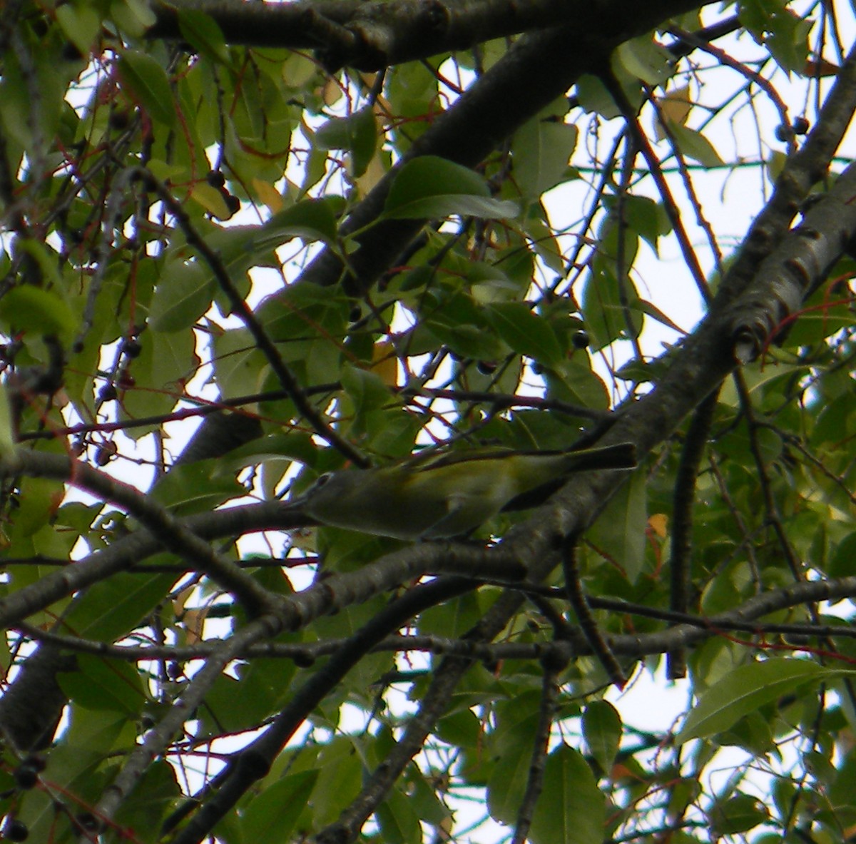 Blue-headed Vireo - ML609106921