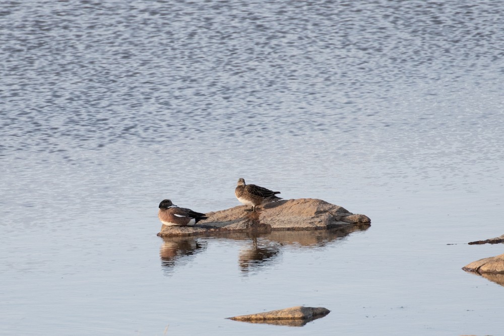 American Wigeon - ML609106933