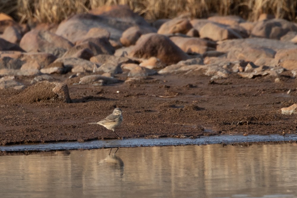 American Pipit - ML609106949