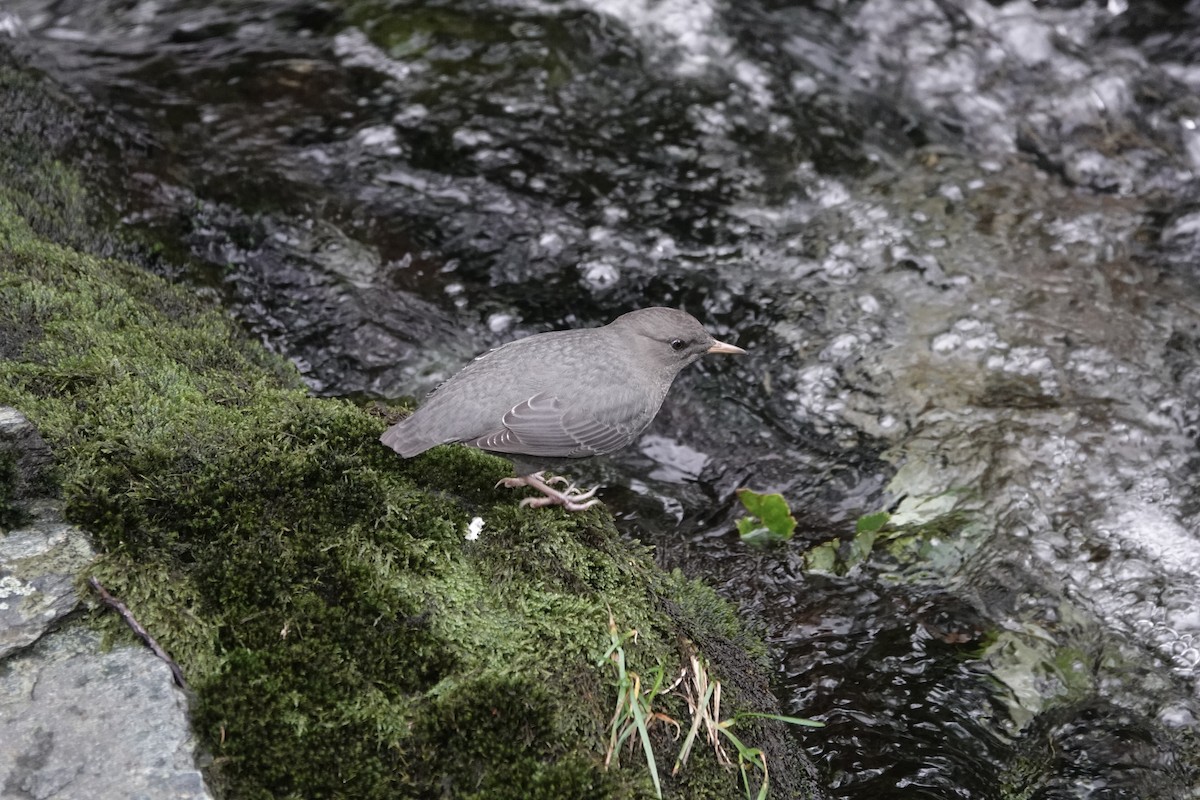 American Dipper - ML609107005