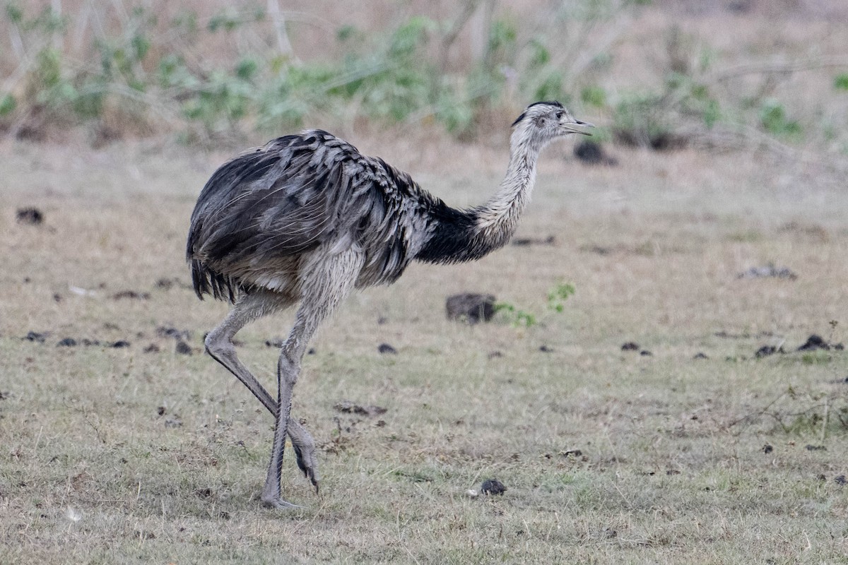 Greater Rhea - Nancy Christensen