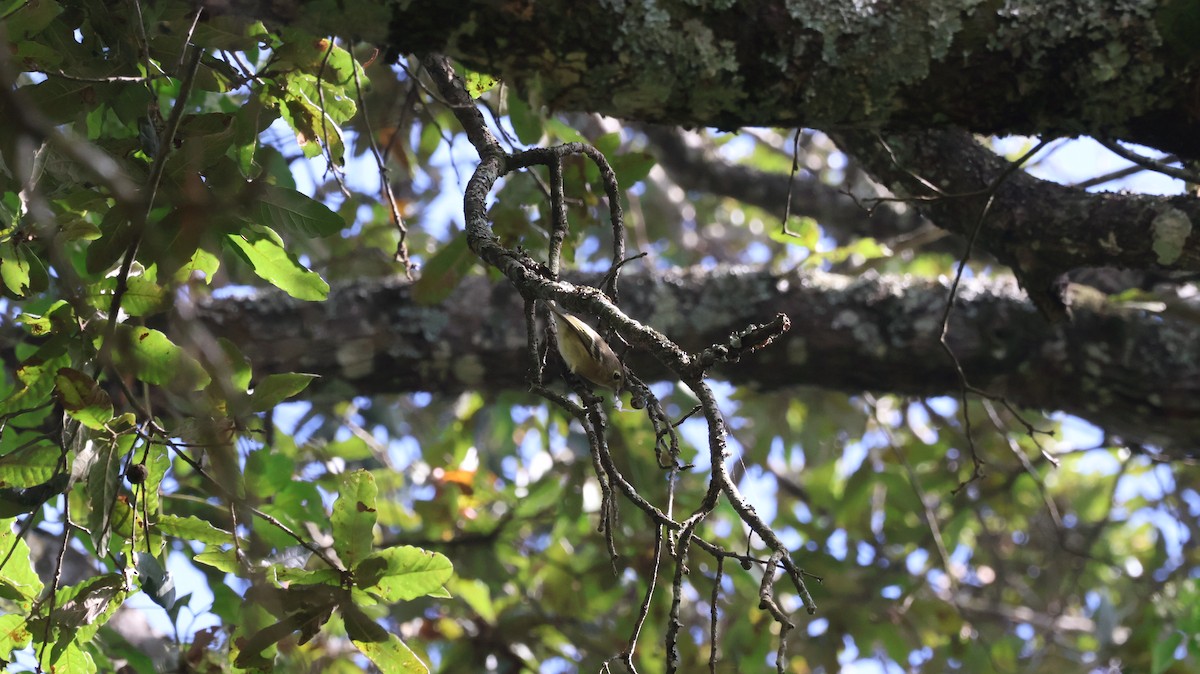 Hutton's Vireo - ML609107210