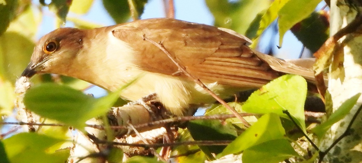 Black-billed Cuckoo - ML609107234