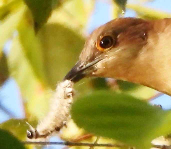 Black-billed Cuckoo - ML609107243