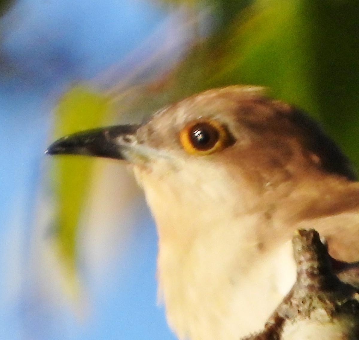 Black-billed Cuckoo - ML609107246