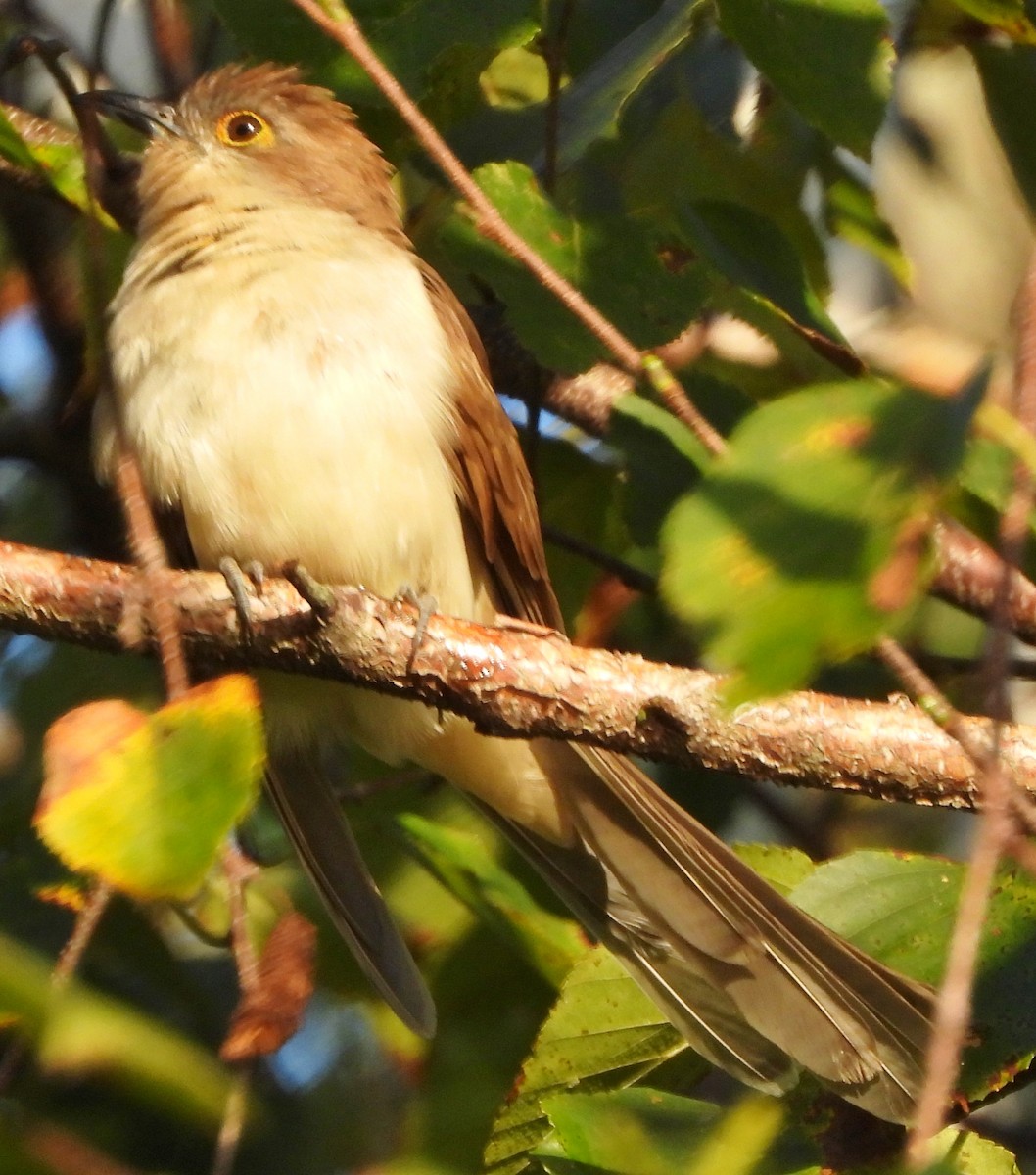 Black-billed Cuckoo - ML609107248