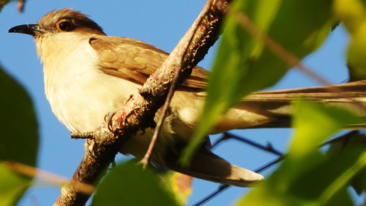 Black-billed Cuckoo - ML609107251