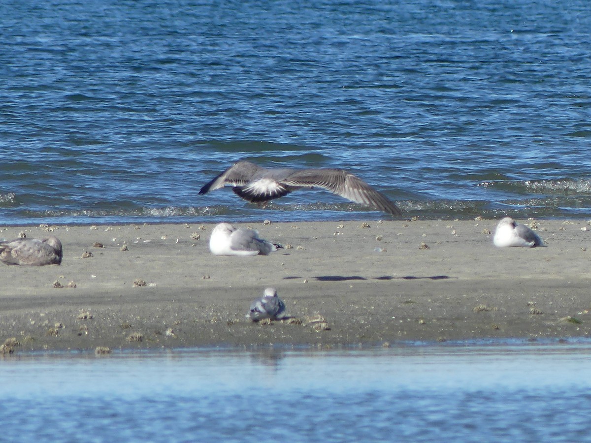 Gaviota Californiana - ML609107282