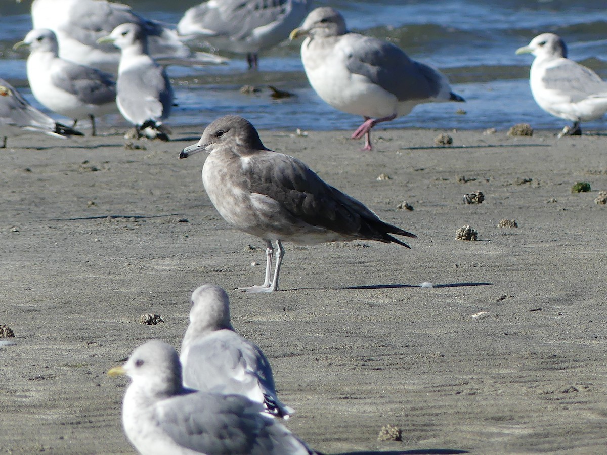 California Gull - Gus van Vliet