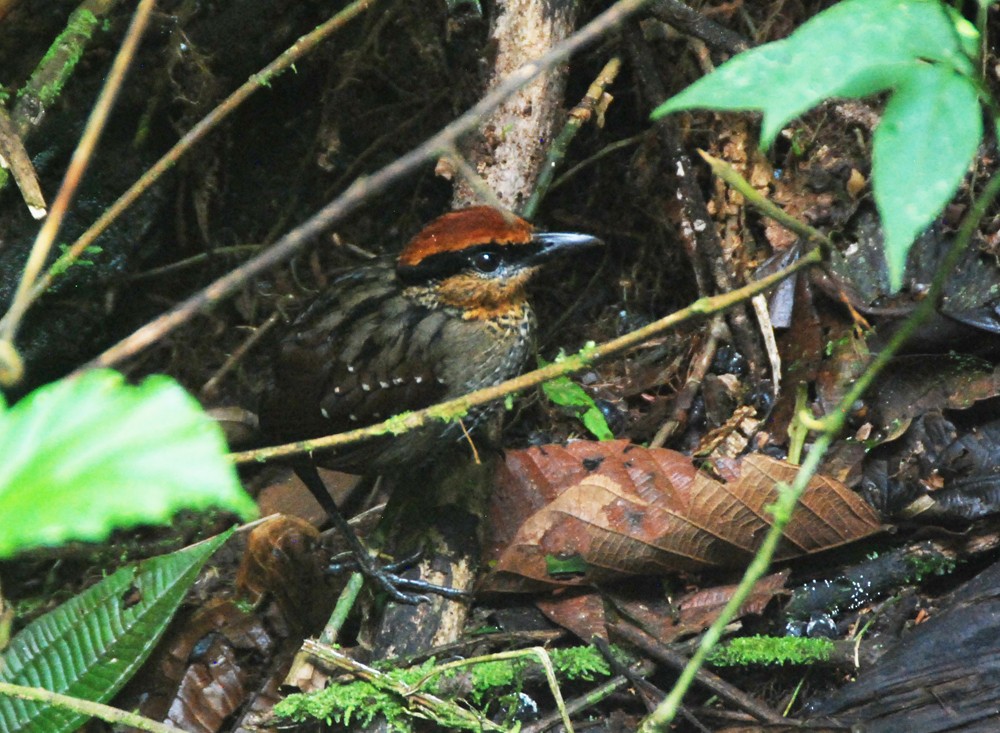 Rufous-crowned Antpitta - ML609107304