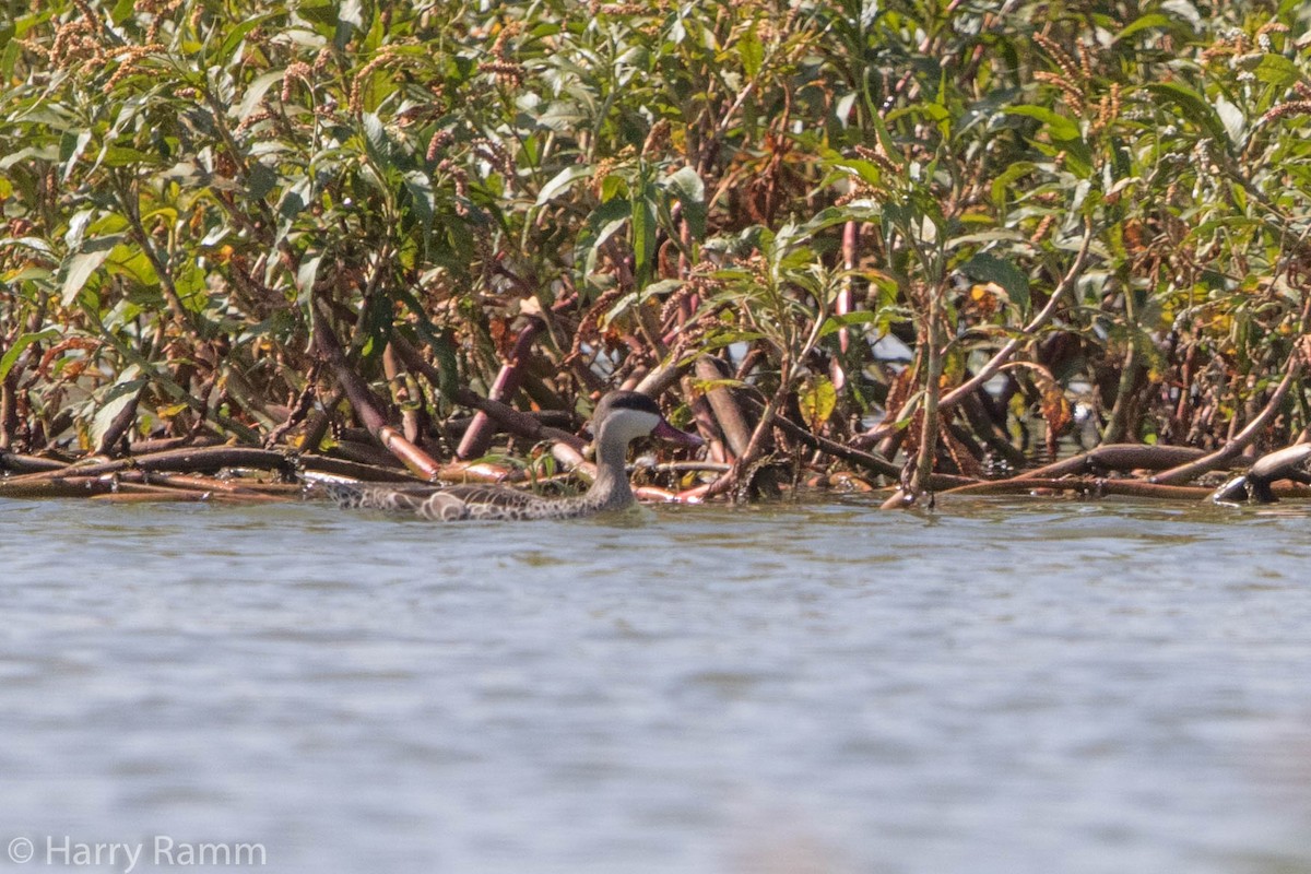 Canard à bec rouge - ML609107325