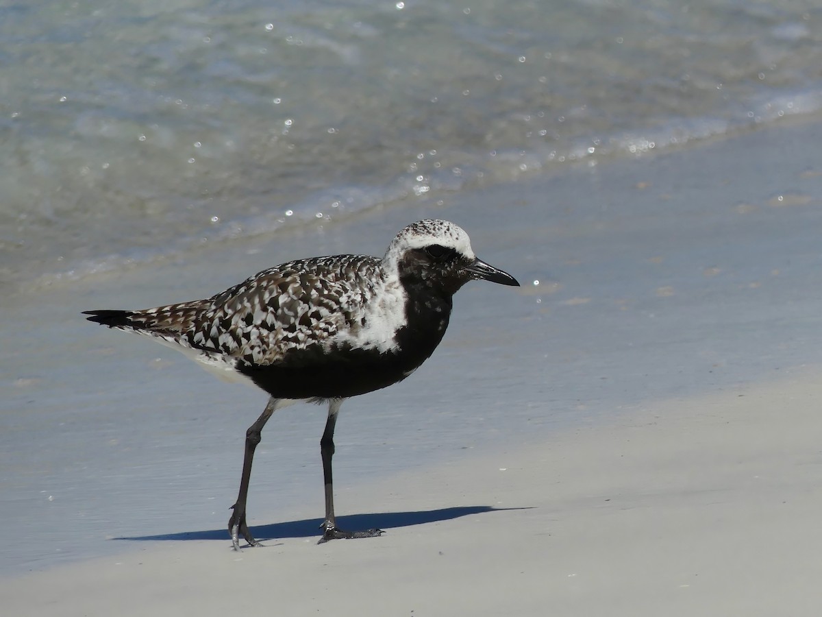 Black-bellied Plover - ML609107347