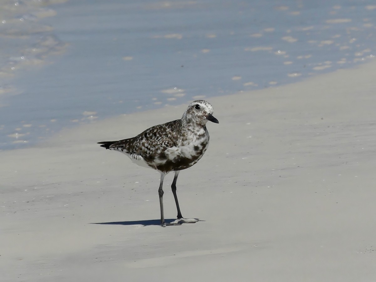 Black-bellied Plover - ML609107355