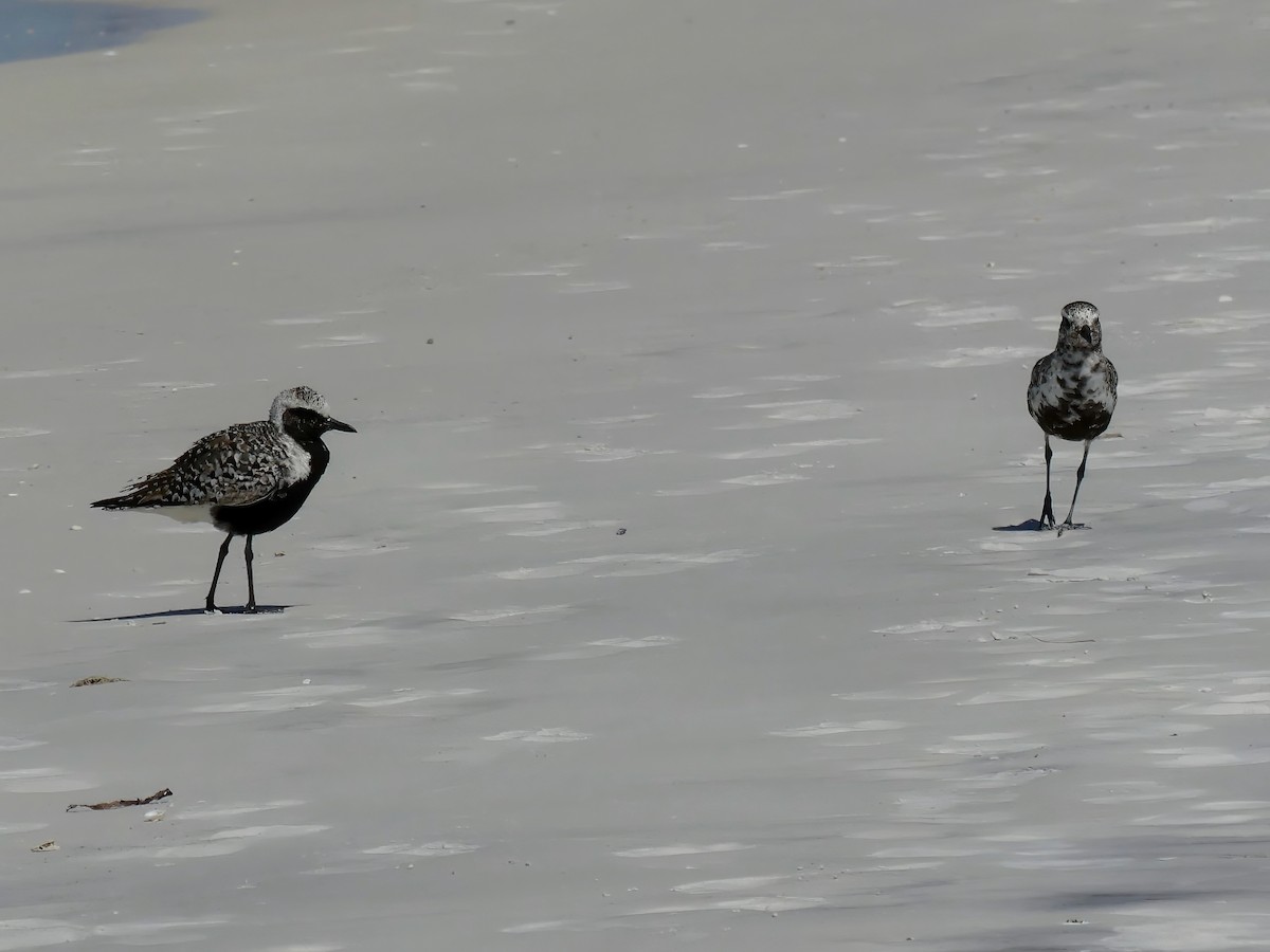 Black-bellied Plover - ML609107357