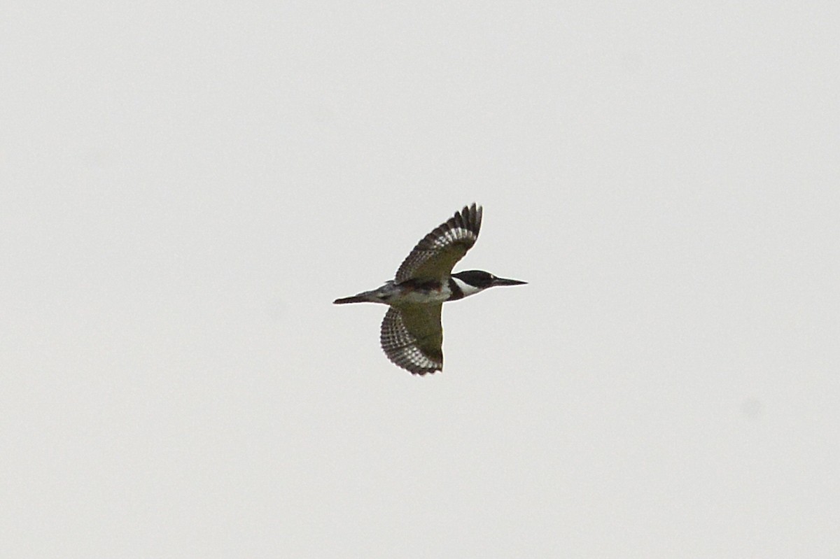 Belted Kingfisher - Vicki Buchwald