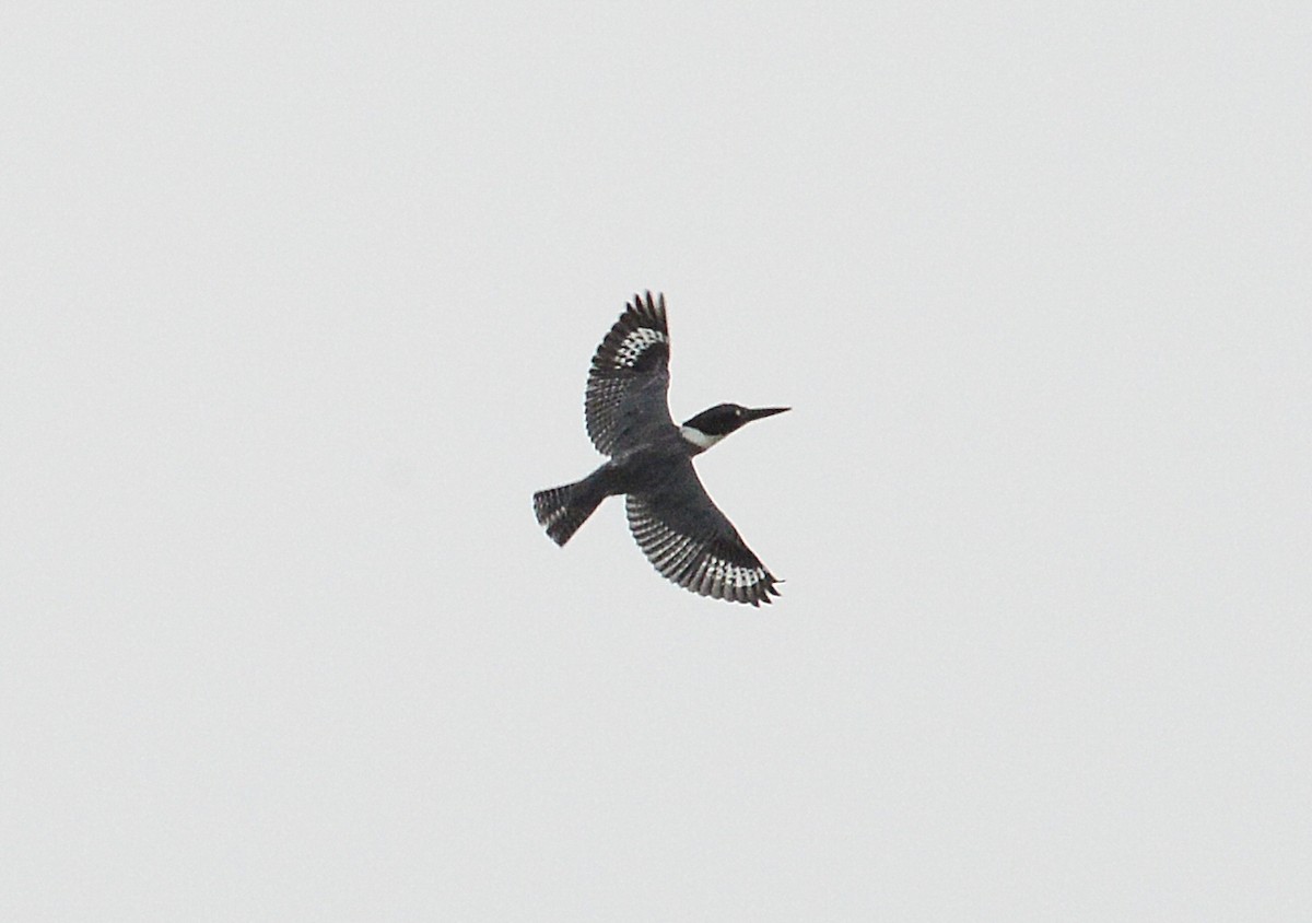 Belted Kingfisher - Vicki Buchwald