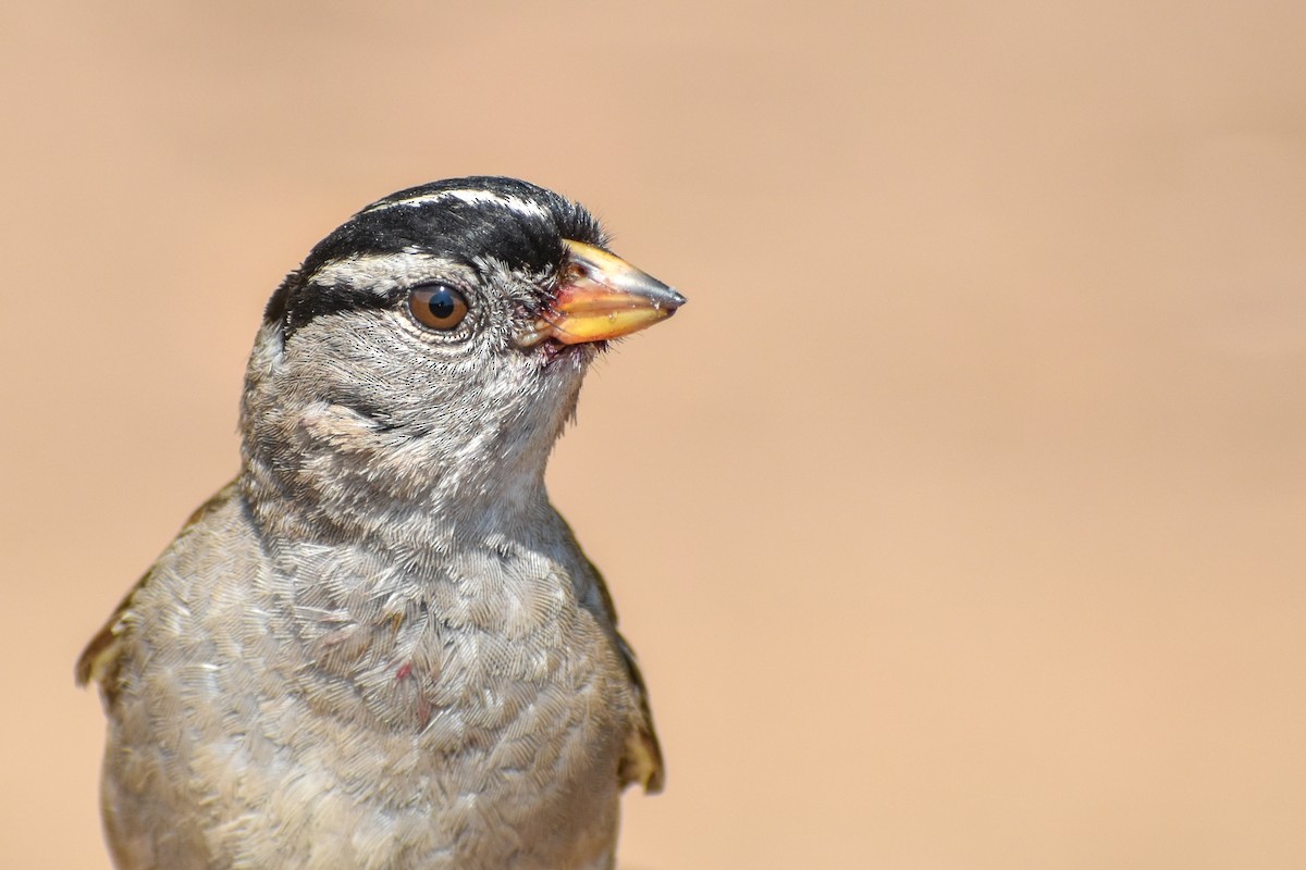 White-crowned Sparrow - ML609107570