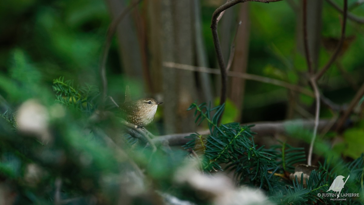 Winter Wren - Justin Lapierre