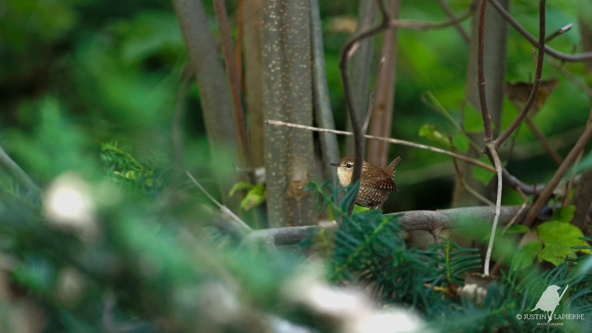 Winter Wren - ML609107578