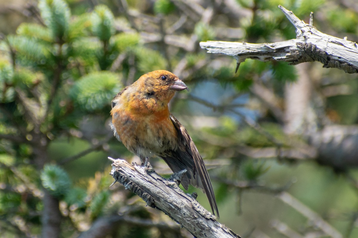 Red Crossbill - ML609107579