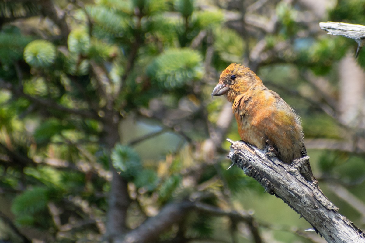 Red Crossbill - ML609107580