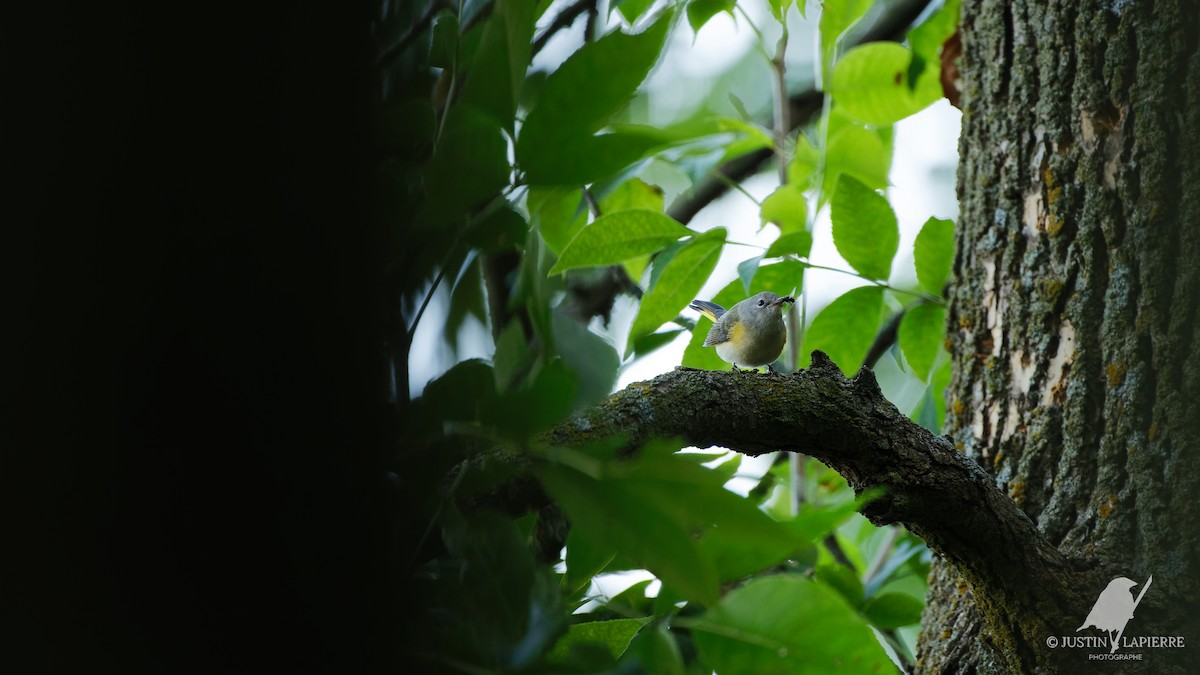 American Redstart - ML609107582