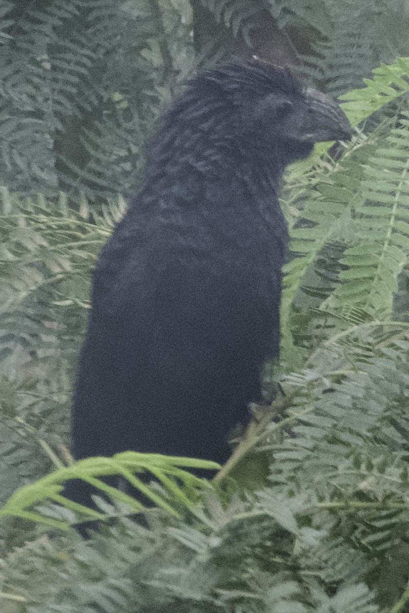 Groove-billed Ani - ML609107737