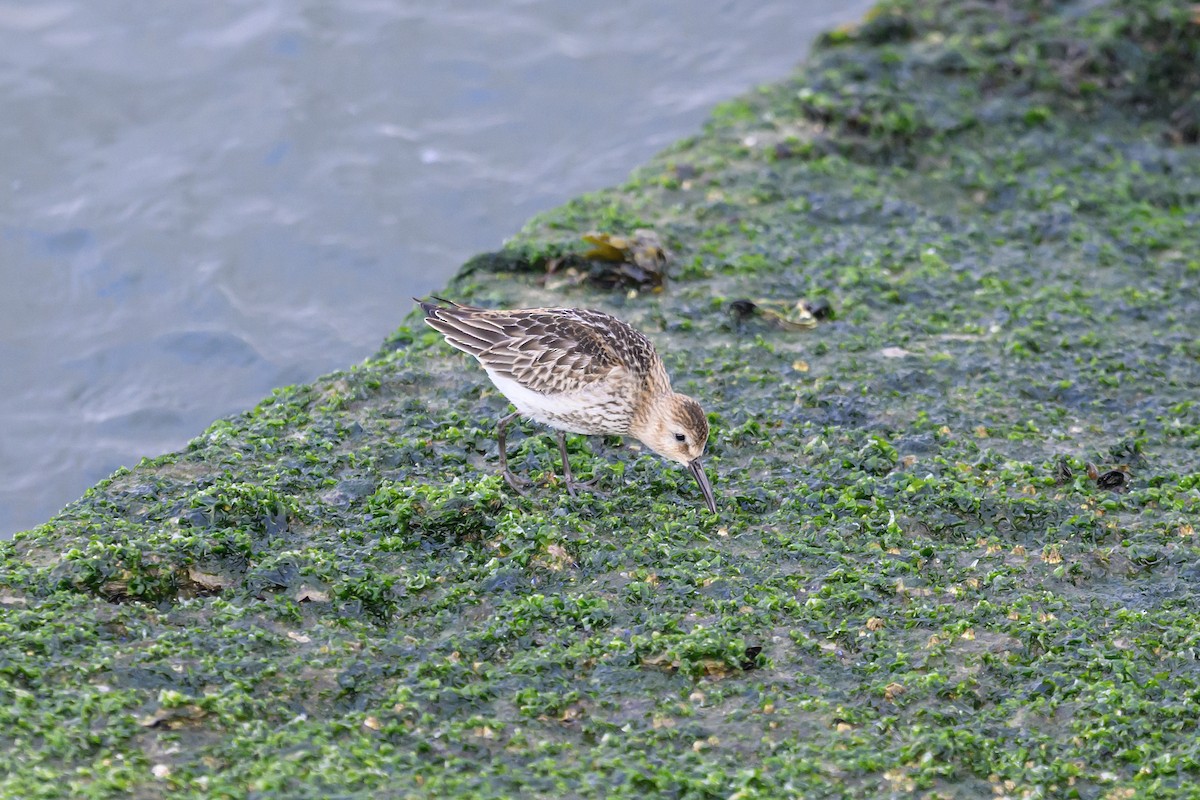 Dunlin - Michael Fuhrer