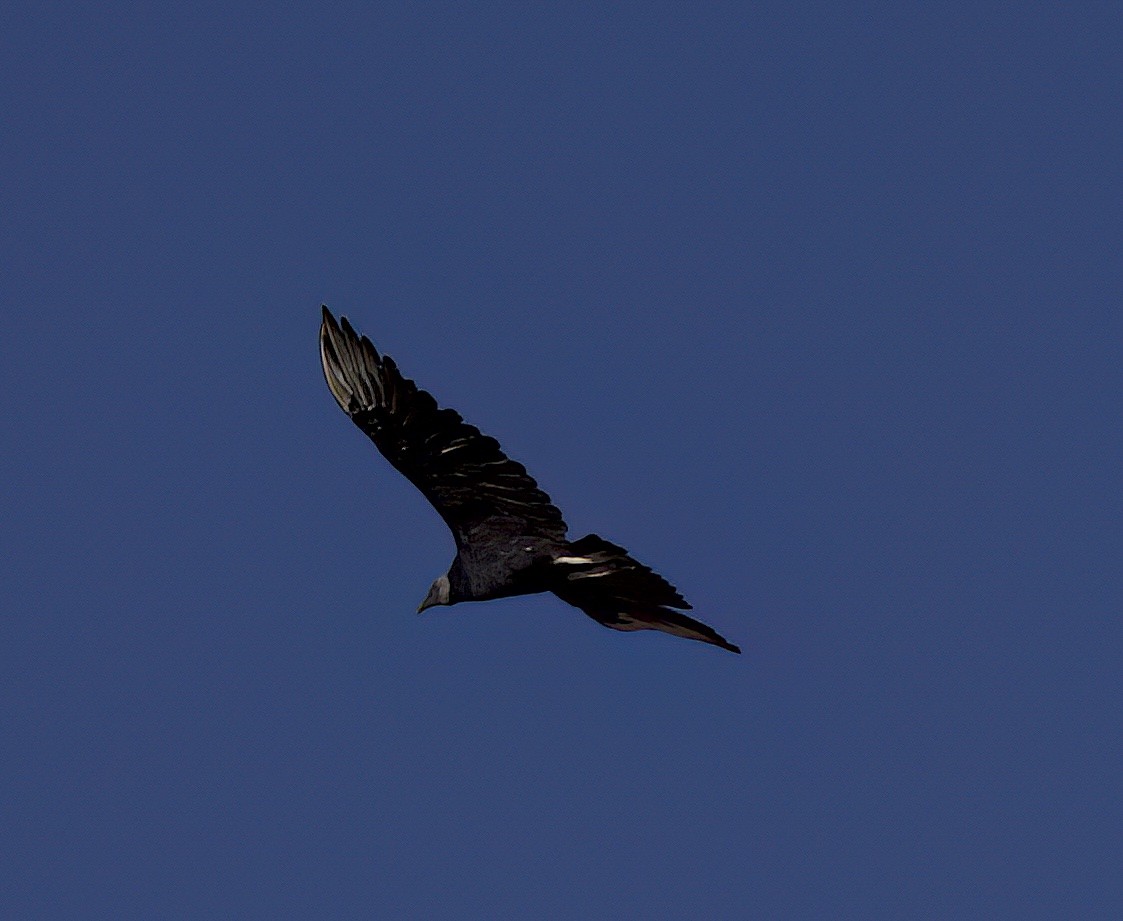 Black Vulture - ML609107882