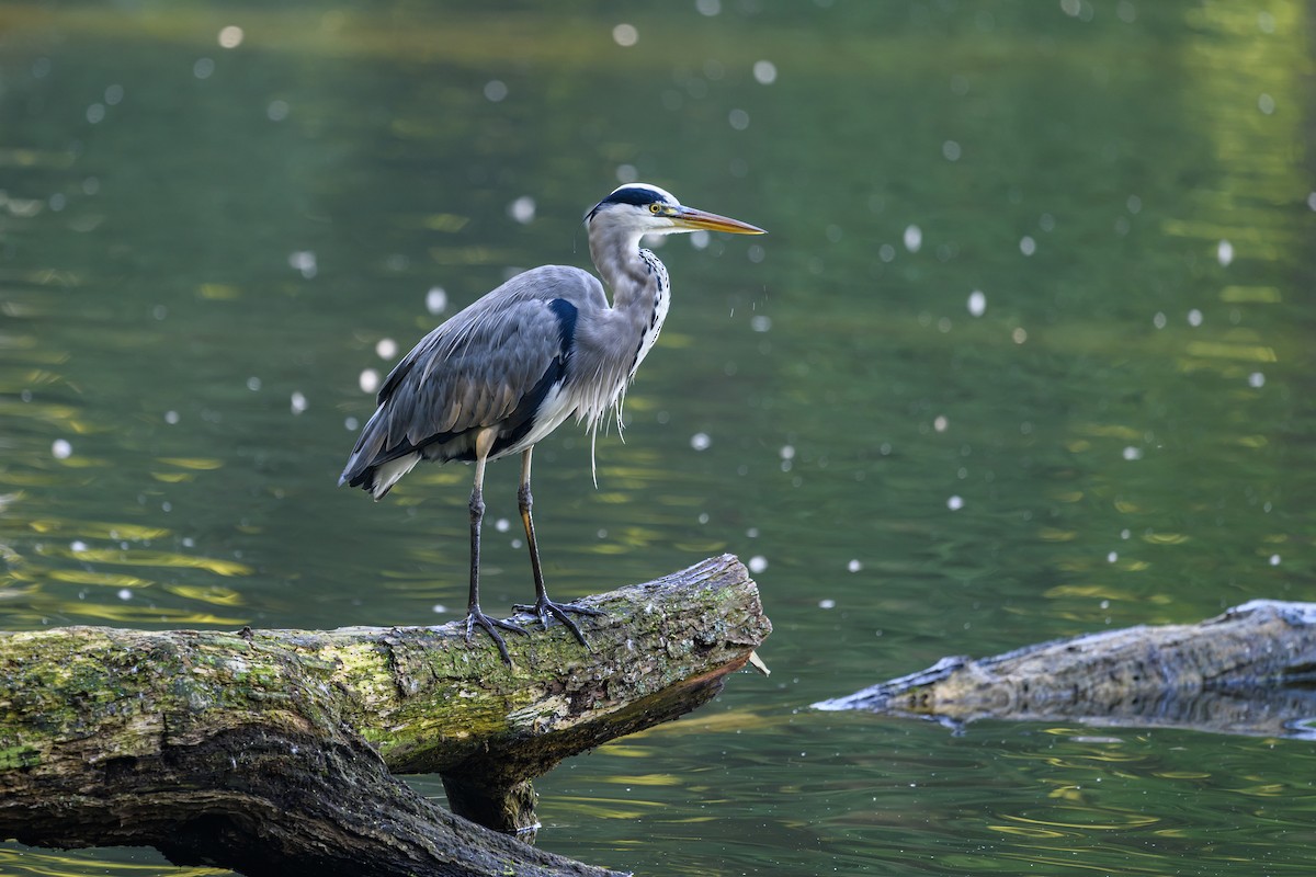 Gray Heron - ML609107932