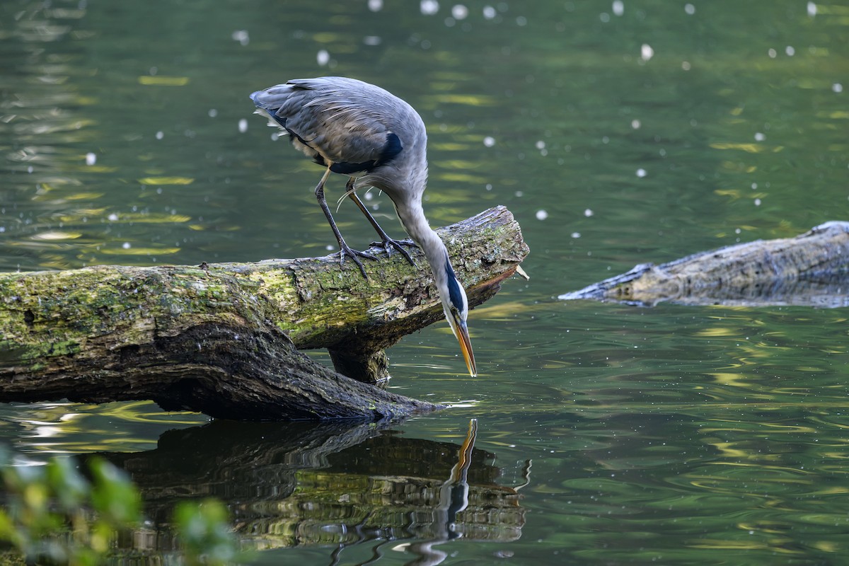 Gray Heron - Michael Fuhrer