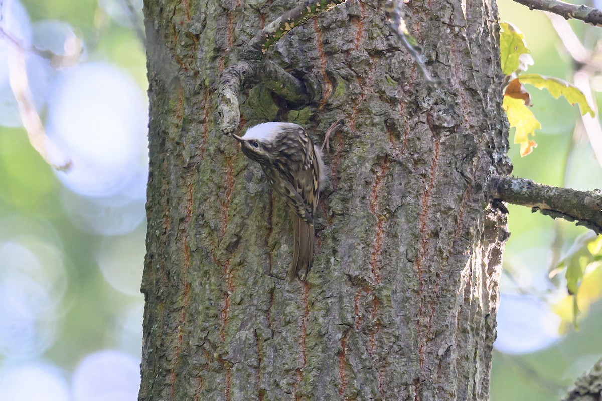 Short-toed Treecreeper - ML609107943