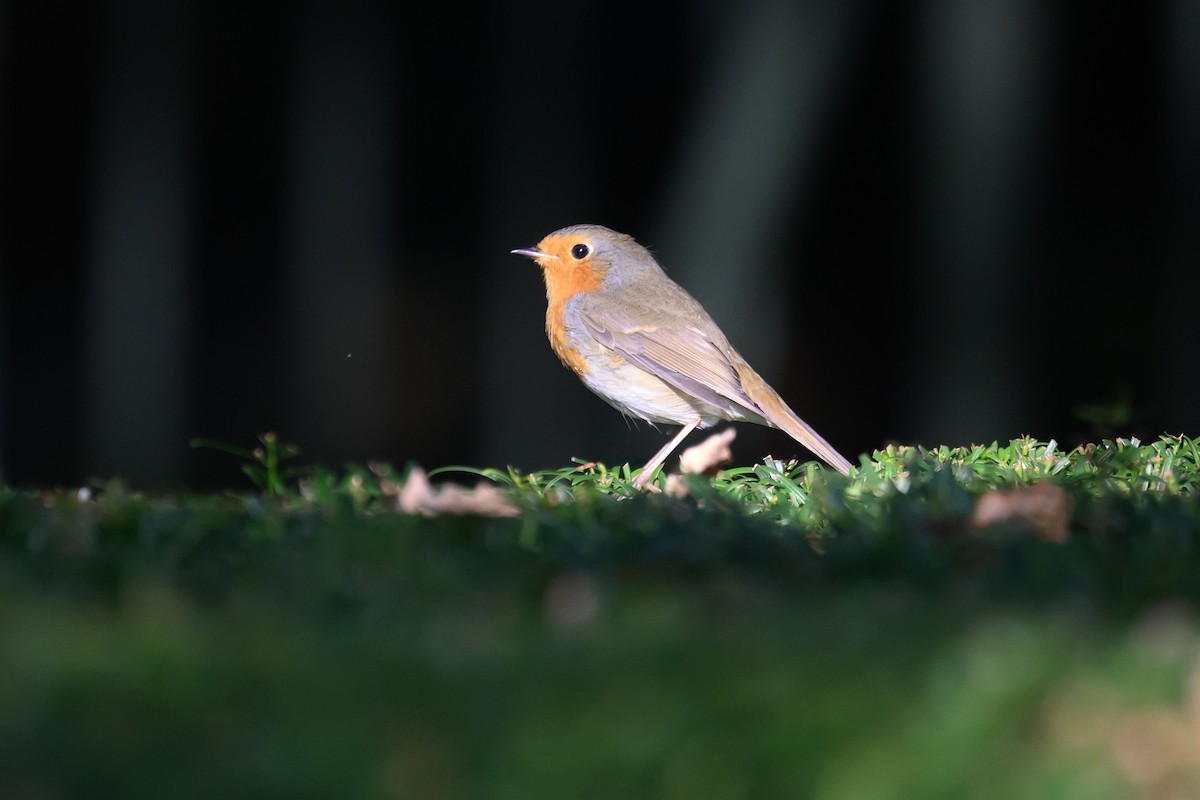 European Robin - ML609107948