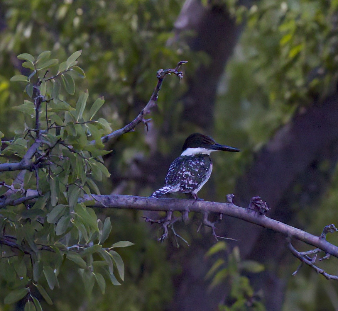 Green Kingfisher - ML609107956