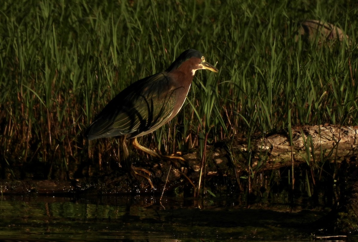 Green Heron - Beth Whittam