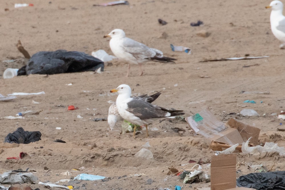 Lesser Black-backed Gull - ML609108191