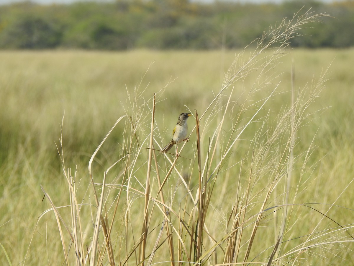 Lesser Grass-Finch - ML609108204