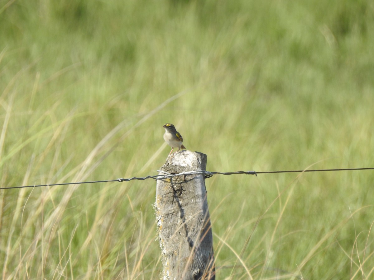 Grassland Sparrow - ML609108209