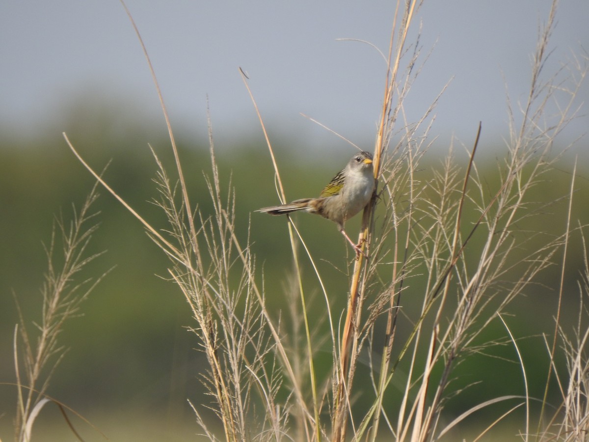 Lesser Grass-Finch - ML609108223