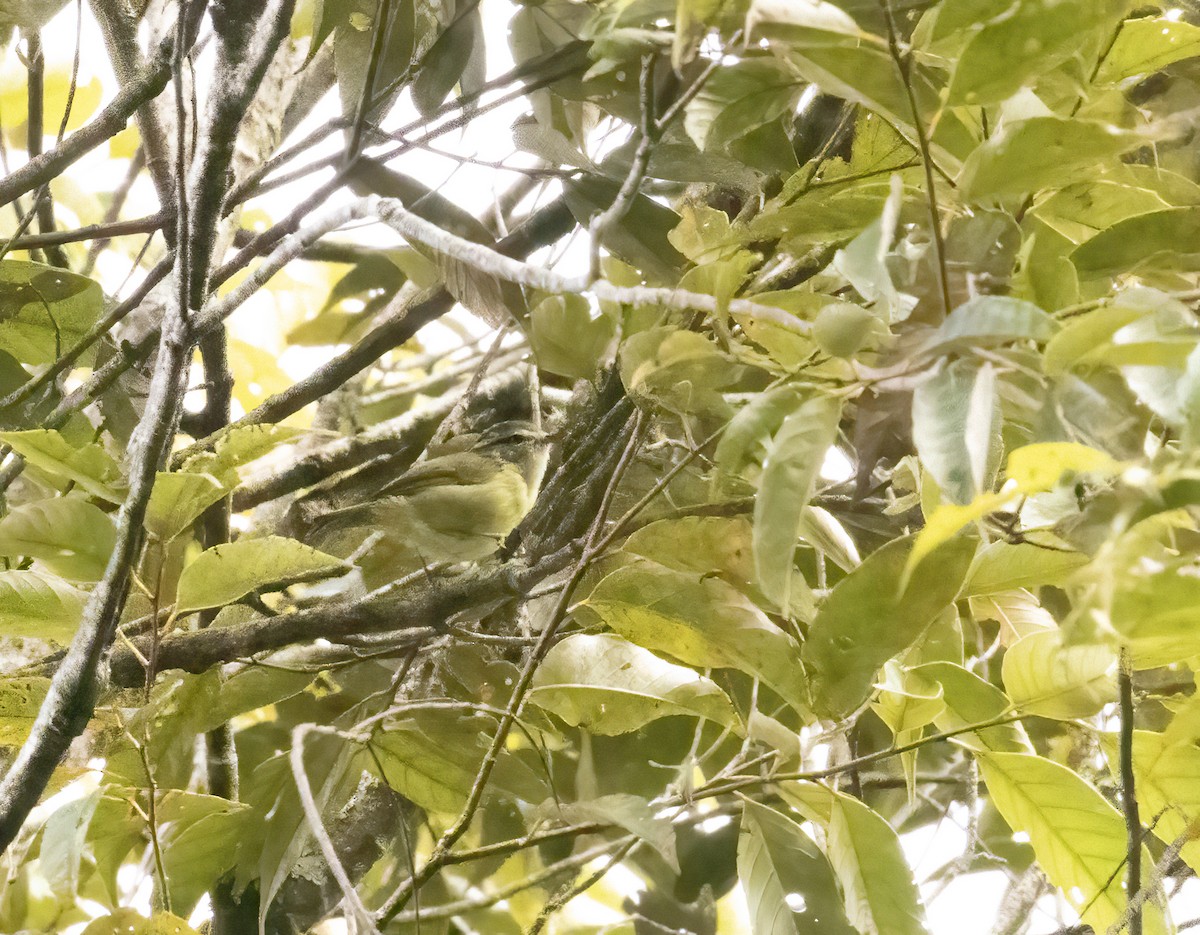 Island Leaf Warbler - Anne Heyerly