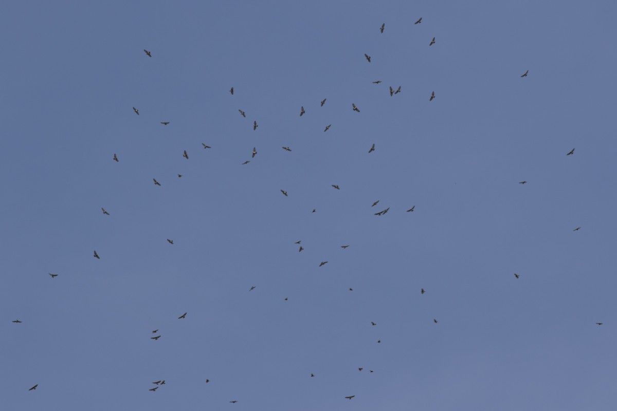 Broad-winged Hawk - ML609108242